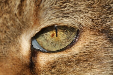 Cat domestic cat nose
