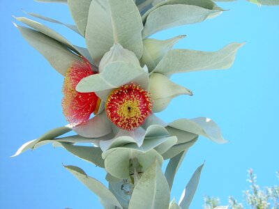Bloom gray spider