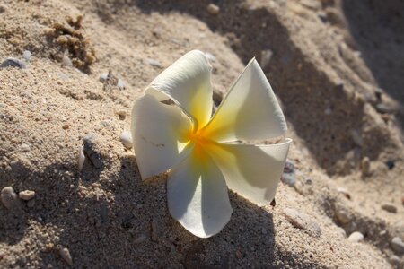 Vacation the island of koh kood beach photo