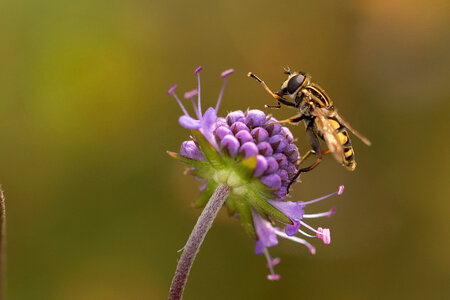 Bee on Purple Flower photo