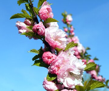 Blossom blue sky botany