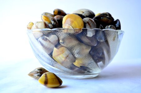 Sea Shells Bowl 3 photo