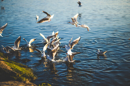 Flock of Birds Flying and Diving photo