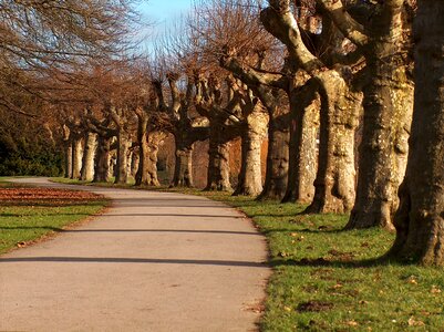 Road passing under the plane trees photo