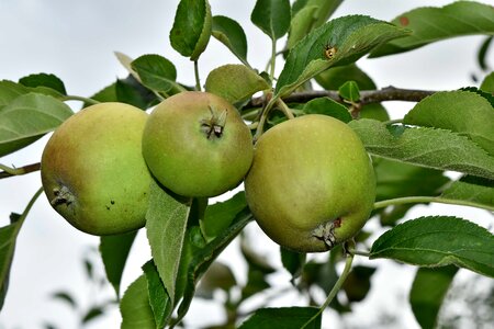 Apple Tree orchard nature