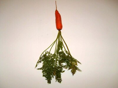 Background carrot greenery