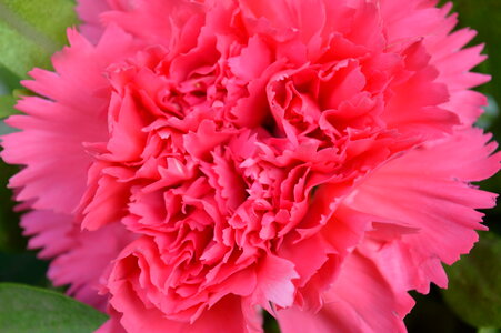 Carnation Pink Colored photo