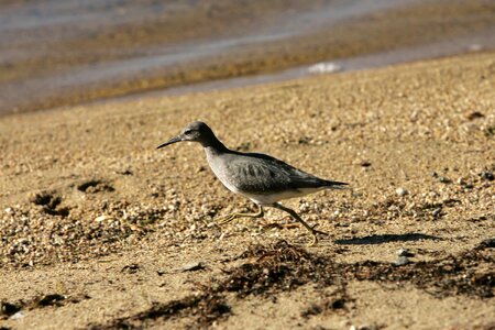 Bird phylum running