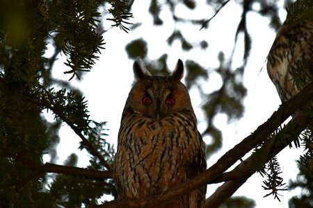 Ear eyes great horned owl photo