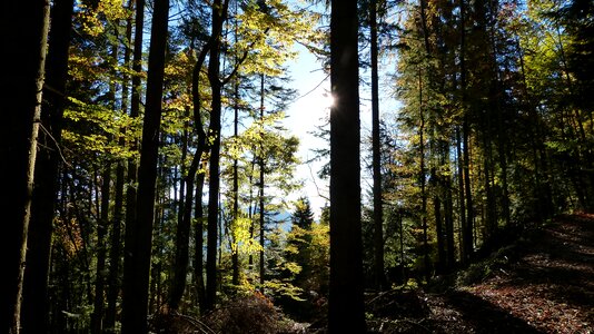 Forest nature sunny day