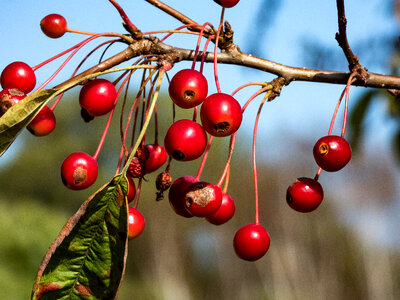 Red Berries on the branch photo