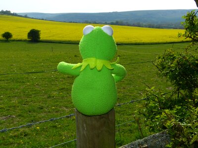 Fence sit kermit frog photo
