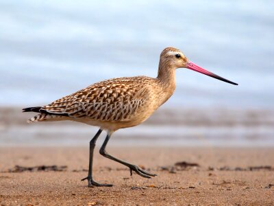 Bird limosa lapponica photo