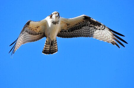 Wildlife nature raptor photo