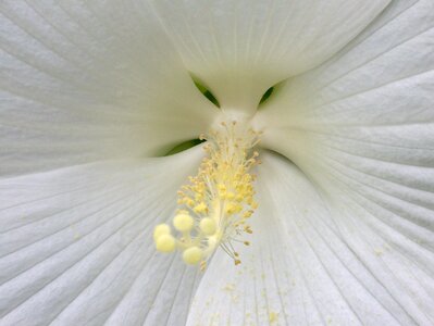 Hibiscus flower white photo