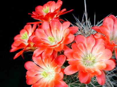 Cactus garden 