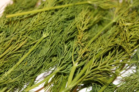 Green spice cucumber herb