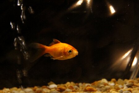 Fish swim gold