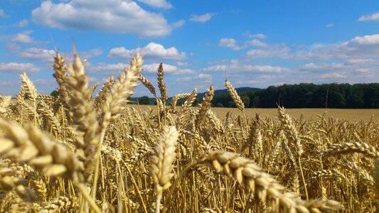 Spike cereals grain photo