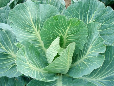 Cabbage plants plant vegetable