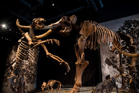 Giant Ground Sloth and Mastadon photo