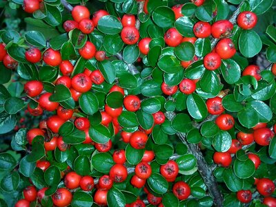 Bush ground cover cotoneaster horizontalis photo