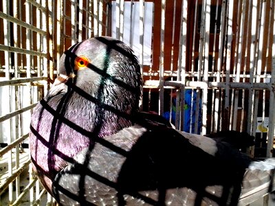 Dark dove oriental