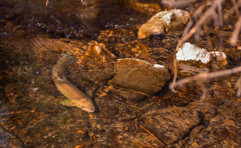 Gila trout-1 photo