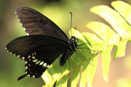 Animal arthropod beautiful