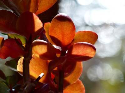 Garden macro back light photo