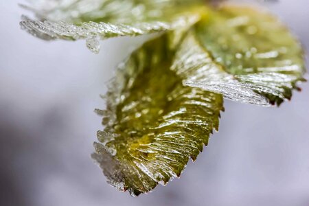 Detail frost frozen photo