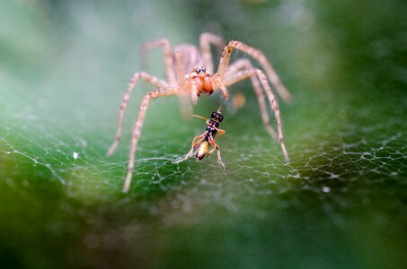 Spider on the web photo