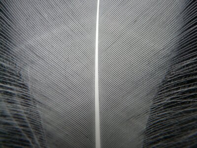 Down plumage bird