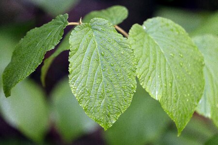 Beautiful Photo branch dark green