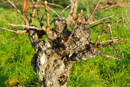 Grape wine terroir