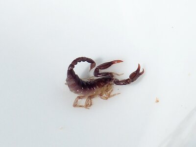 Toxic euscorpius italicus chactidae