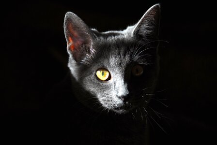 Beautiful Photo cat eyes photo
