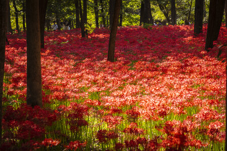 29 Lycoris radiata