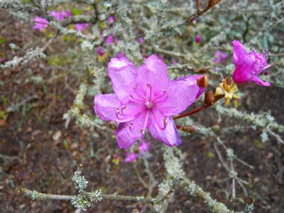 Blossom bloom petal photo