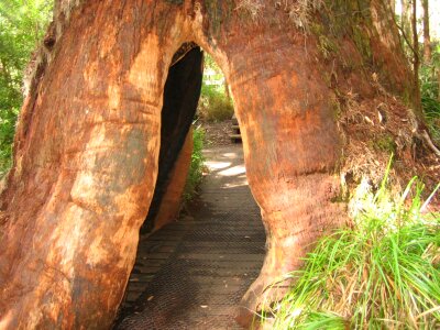 Opening tunnel hollow tree