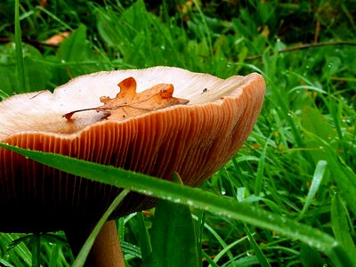 Morgentau nature mushroom photo