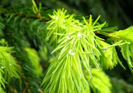 Beautiful Photo branch conifer