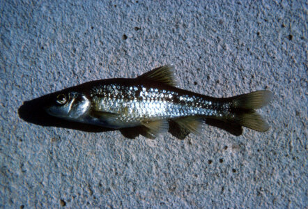Roundnose Minnow