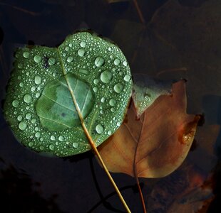Water nature macro