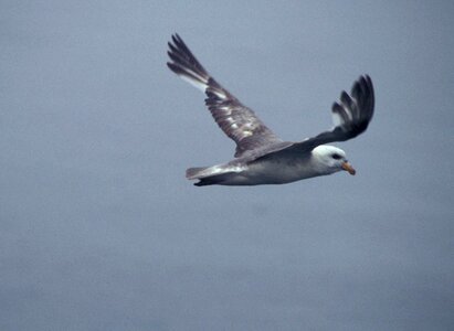 Bird cliff Fulmarus glacialis