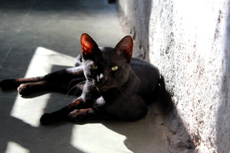 Cat Black Sitting photo