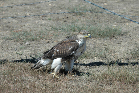 Ferruginous hawk-1