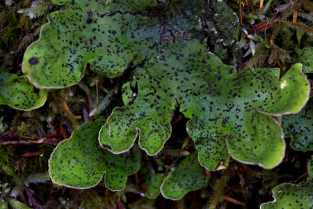 Freckle-pelt lichen photo