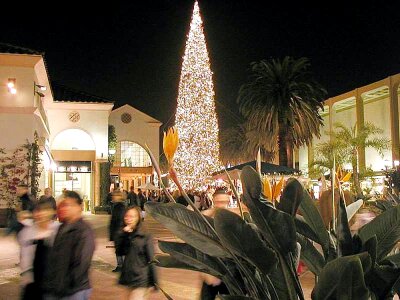 Christmas trees 