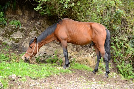 Horses along the Inca trail photo